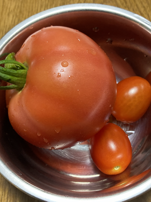 トマト、栽培、家庭菜園、園芸、自然、農業マンガ、運動、ダイエット、農業、野菜、畑、野菜作り、趣味、野菜作り、プランター栽培、ベランダ栽培、プランター野菜、ベランダ野菜、ミニトマト、トマト栽培、無農薬栽培、有機栽培、イラスト、マンガ、とさくら、とさくらマンガブログ、ブログ、Tosakura、高知、shiroi N、夏乃しおり