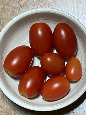 トマト、栽培、家庭菜園、園芸、自然、農業マンガ、運動、ダイエット、農業、野菜、畑、野菜作り、趣味、野菜作り、プランター栽培、ベランダ栽培、プランター野菜、ベランダ野菜、ミニトマト、トマト栽培、無農薬栽培、有機栽培、イラスト、マンガ、とさくら、とさくらマンガブログ、ブログ、Tosakura、高知、shiroi N、夏乃しおり