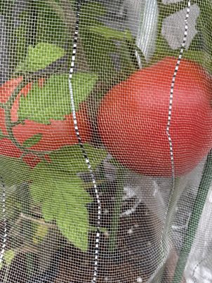 トマト、栽培、家庭菜園、園芸、自然、農業マンガ、運動、ダイエット、農業、野菜、畑、野菜作り、趣味、野菜作り、プランター栽培、ベランダ栽培、プランター野菜、ベランダ野菜、ミニトマト、トマト栽培、無農薬栽培、有機栽培、イラスト、マンガ、とさくら、とさくらマンガブログ、ブログ、Tosakura、高知、shiroi N、夏乃しおり