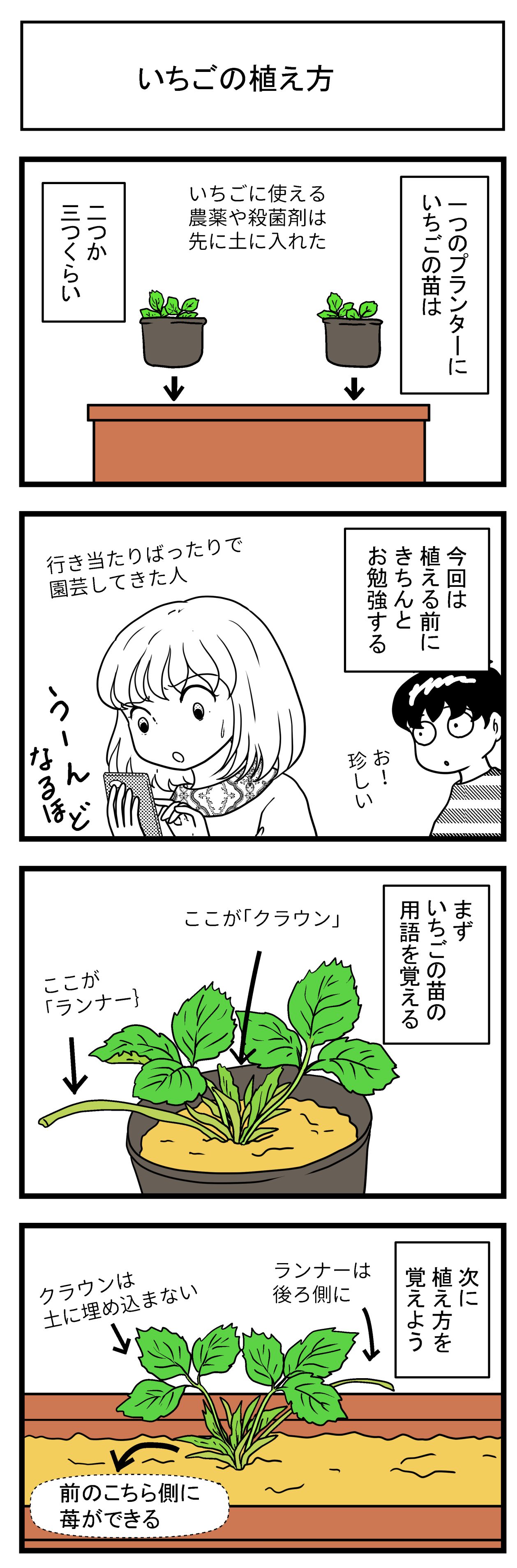 いちご、苺、いちご栽培、秋苗、冬苗、クラウン、ライナー、栽培方法、CG、CG、 3DCG、2DCG 、イラスト、マンガ、とさくら、とさくらマンガブログ、ブログ、マンガTosakura、Tosakura、高知、shiroi N、夏乃しおり